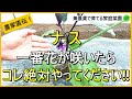 【ナス栽培】1株100個以上収穫するには最初が肝心!脇芽かきと追肥のコツ【有機農家直伝!無農薬で育てる家庭菜園】 24/5/14