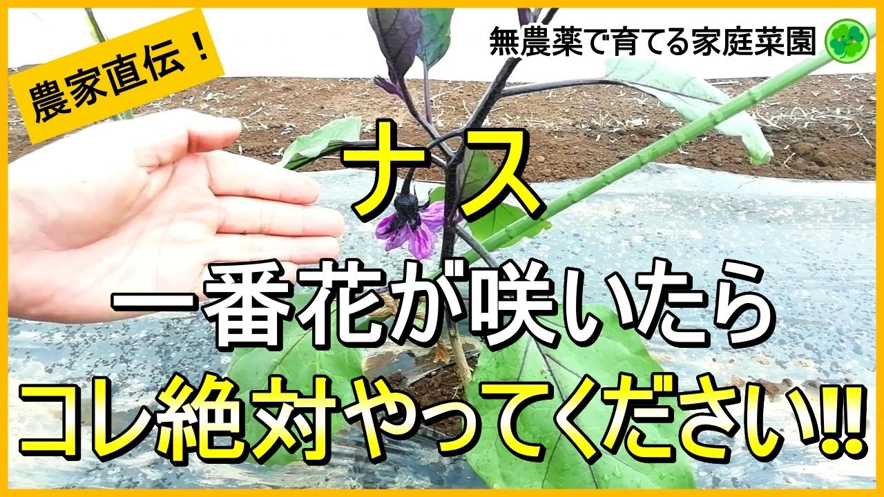【ナス栽培】1株100個以上収穫するには最初が肝心！脇芽かきと追肥のコツ【有機農家直伝！無農薬で育てる家庭菜園】　24/5/14