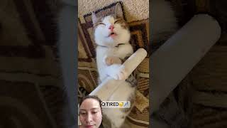 #cat #giaitri #puppy #thugian #pets #goldenretriever #music #flowers #funny #cute #panda #love