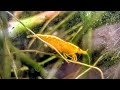 #shrimptank | The Highest Good is Like Water |  Golden Back Yellow Neocaridina ASMR