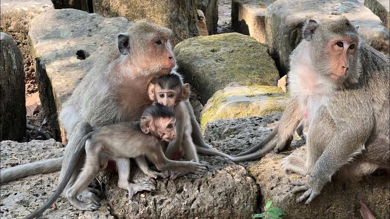 Protective Mother Monkey Caring for Her Babies | Heartwarming Wildlife Moments