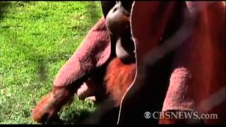 Orangutan's Keep Warm Under Blankets
