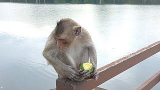 Monkey In Cambodia siemreap Angkor Wat