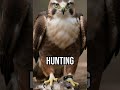 Discover nature's engineering marvels! #TechDiscovery #BirdsOfPrey #Innovation