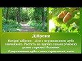 Подорож до лісу Частина 2 Ліси нашого краю 