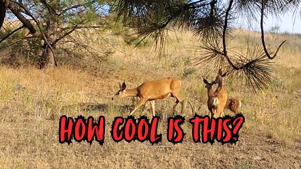 Spotted Mule Deer Fawn Meets Her Older Siblings for the First Time! 🦌❤️