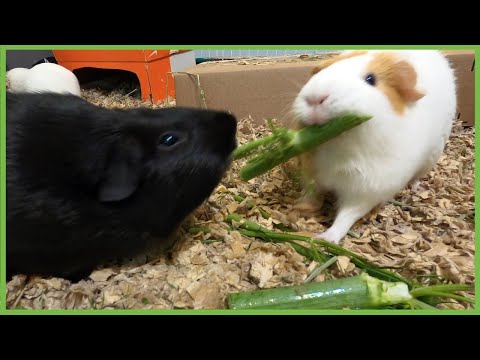 things-that-happen-when-you-feed-guinea-pigs