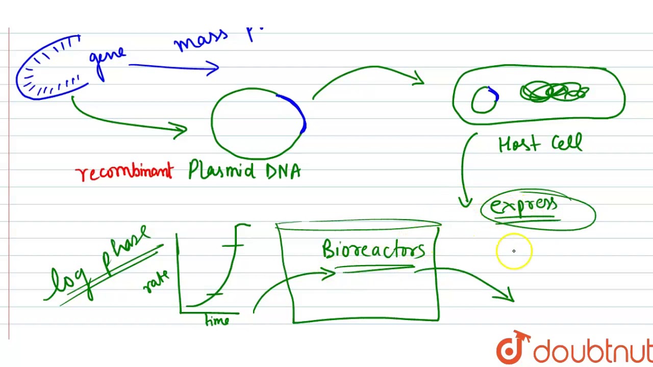 How did Eli Lilly synthesis the human insulin ? Mention one difference