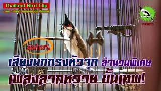 เสียงนกกรงหัวจุก นกเสียงทอง สำนวนพิเศษเพลงลากหวายขั้นเทพ! (Thailand Bird Clip) Chào Mào Thái Lan