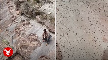 Scientists uncover largest collection of dinosaur footprints ever found