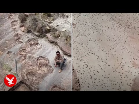 Scientists uncover largest collection of dinosaur footprints ever found