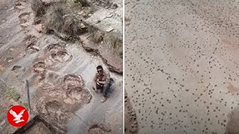 Thumbnail for Scientists uncover largest collection of dinosaur footprints ever found