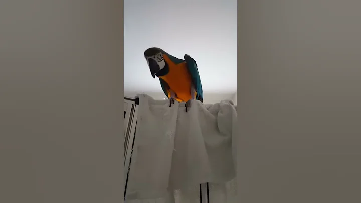 Skylar singing in her shower.