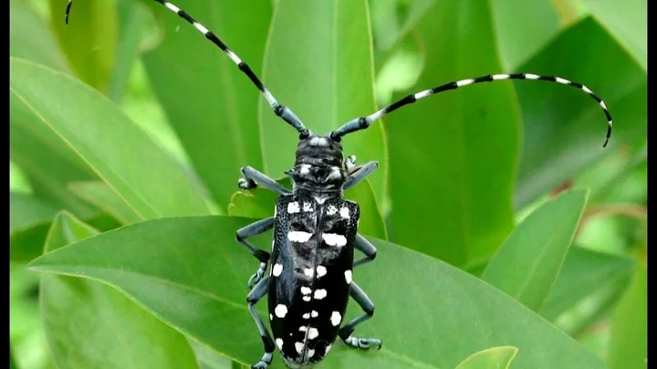 Invasive Species - Asian Longhorn Beetle - DayDayNews