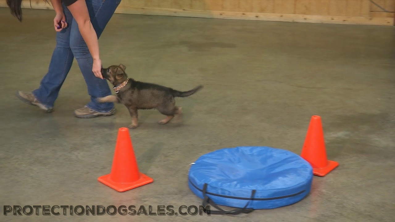 puppy paradise Super Cute Xandu von Prufenpuden 6 Wks Early Puppy Training & Development Dog For Sale