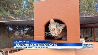 Kupuna Center at Lanai Cat Sanctuary keep the rescues Aging Well