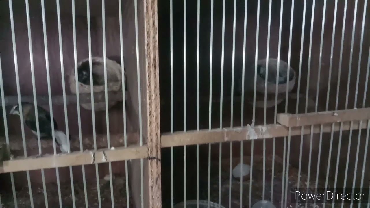 Ternak burung GOULD AMADINE jakarta pusat 087884332277 
