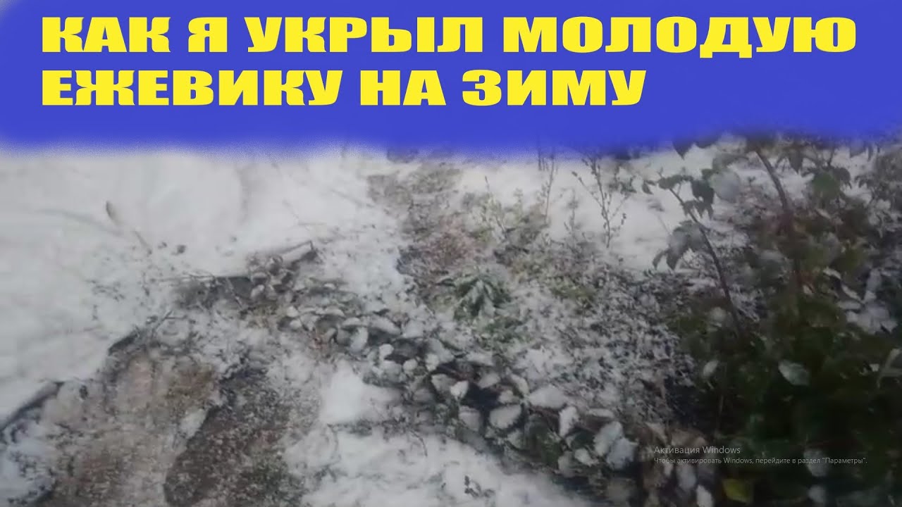 Как укрыть молодую ежевику на зиму в средней полосе - YouTube