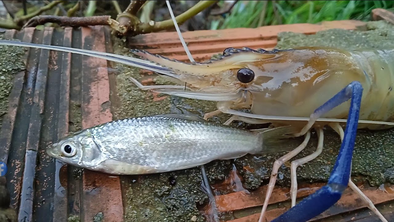魚を捕まえるための罠 Survival​