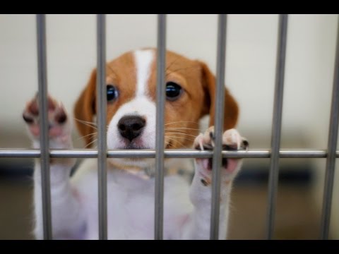 Can You Get A Dog From A Shelter For Free Can You Get A Dog From A Shelter For Free