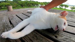 野良猫をナデナデしたらゴロゴロ喉を鳴らしながら声を出すので超カワイイ