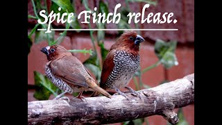 Spice Finch aviary release