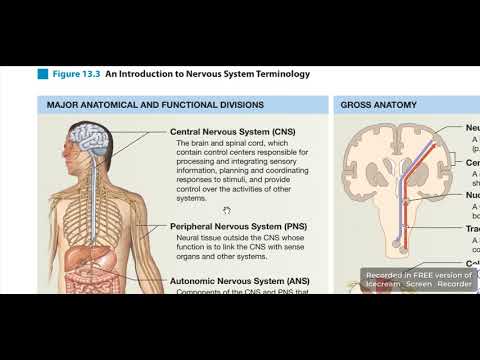 Intro to neuroanatomy 2 - YouTube