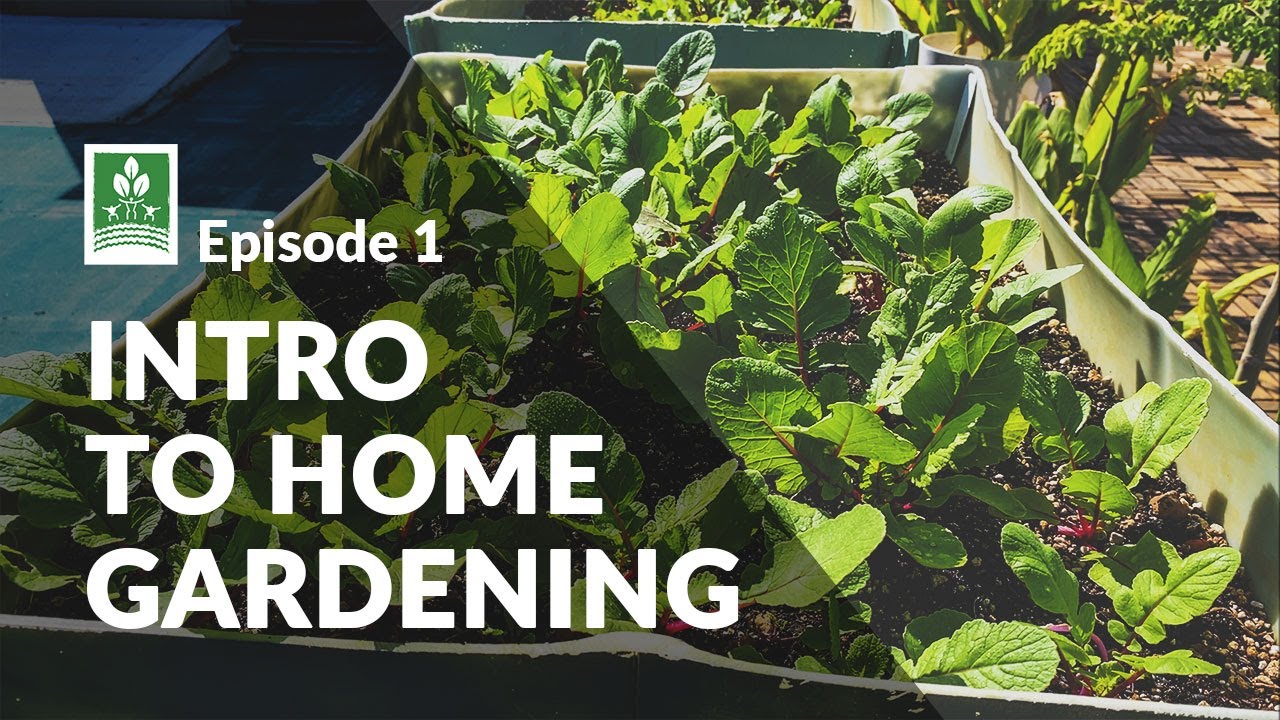 Episode 1: Intro To Home Gardening 