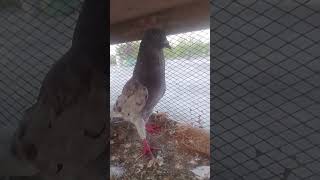 #kabootar #kabutarandekabdetehain #kabutar #samisattipigeonclubrwpandisb #pigeon #kabootarba #birds