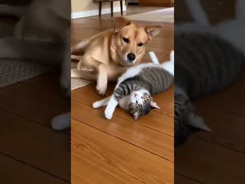 هممون یکی این شکلی حتما میشناسیم بفرست براش