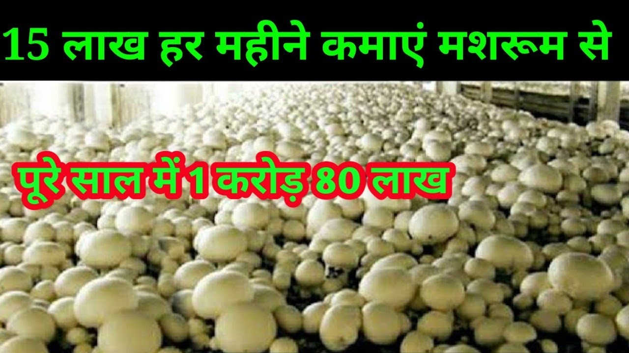mashrum ki kheti, मशरूम की खेती की पूरी सच्चाई 😱| Mushroom Farming Profit or Lose |Mushroom ki Kheti