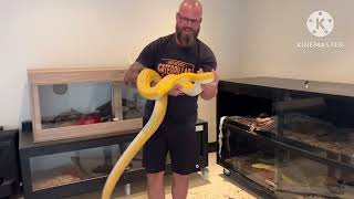 Goldenchild purple albino reticulated Python. Fresh shed and look great😎💥