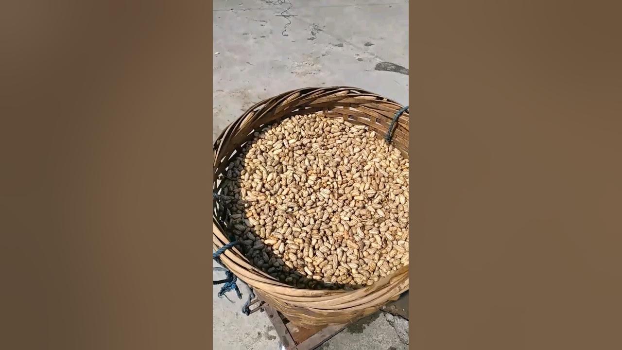 Kacang kulit asin oven dan kacang sangrai #grosirsnack #masukberanda #kacangkulit #snackshop Kacang kulit asin oven dan kacang sangrai #grosirsnack #masukberanda #kacangkulit #snackshop