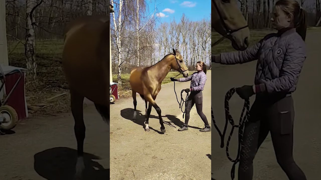 This Is A Beautiful Golden Horse