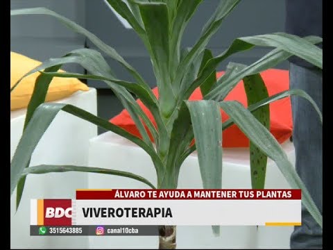 Vídeo: Recipiente Para Una Planta De Yuca