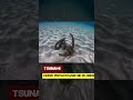 Tsunami. Morze przygotowuje się do uderzenia