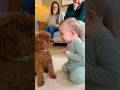 赤ちゃん、お菓子を隠したトイプードルに本気で怒る😂　#baby #dog #cute #funny #love #shorts #shortvideo #赤ちゃん #トイプードル#犬