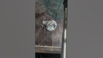 Câu cá ngát sông hậu