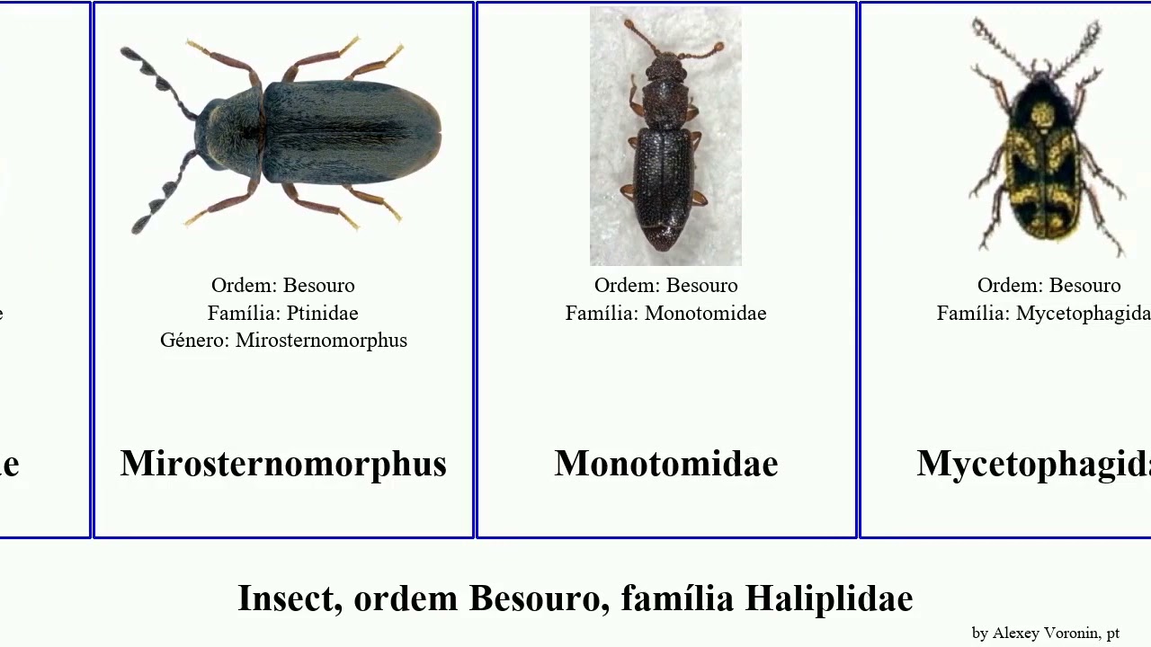 Insect, ordem Besouro, família Haliplidae omorgus podabrus cursor dominica americana heros frater