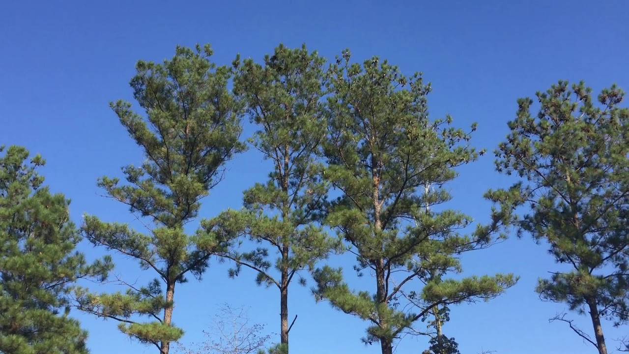 Roberta, Cemetery YouTube