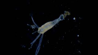 Hydra Vulgaris