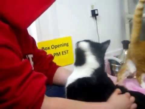 special needs animals for adoption near me Felix does the lickey