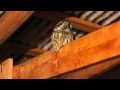 boreal owl