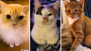 😻🐾 The Ultimate Cats Compilation - Adorable Kitties and Hilarious Clips 🐾😻 by Cats being CATS! 1,082 views 11 months ago 9 minutes, 13 seconds