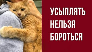 Когда Нельзя Усыплять Кошку