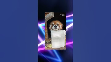 Daily task to deliver ice cubes to Jing Jing ✅ Tube the video of the red panda #RedPandaAndFriends #