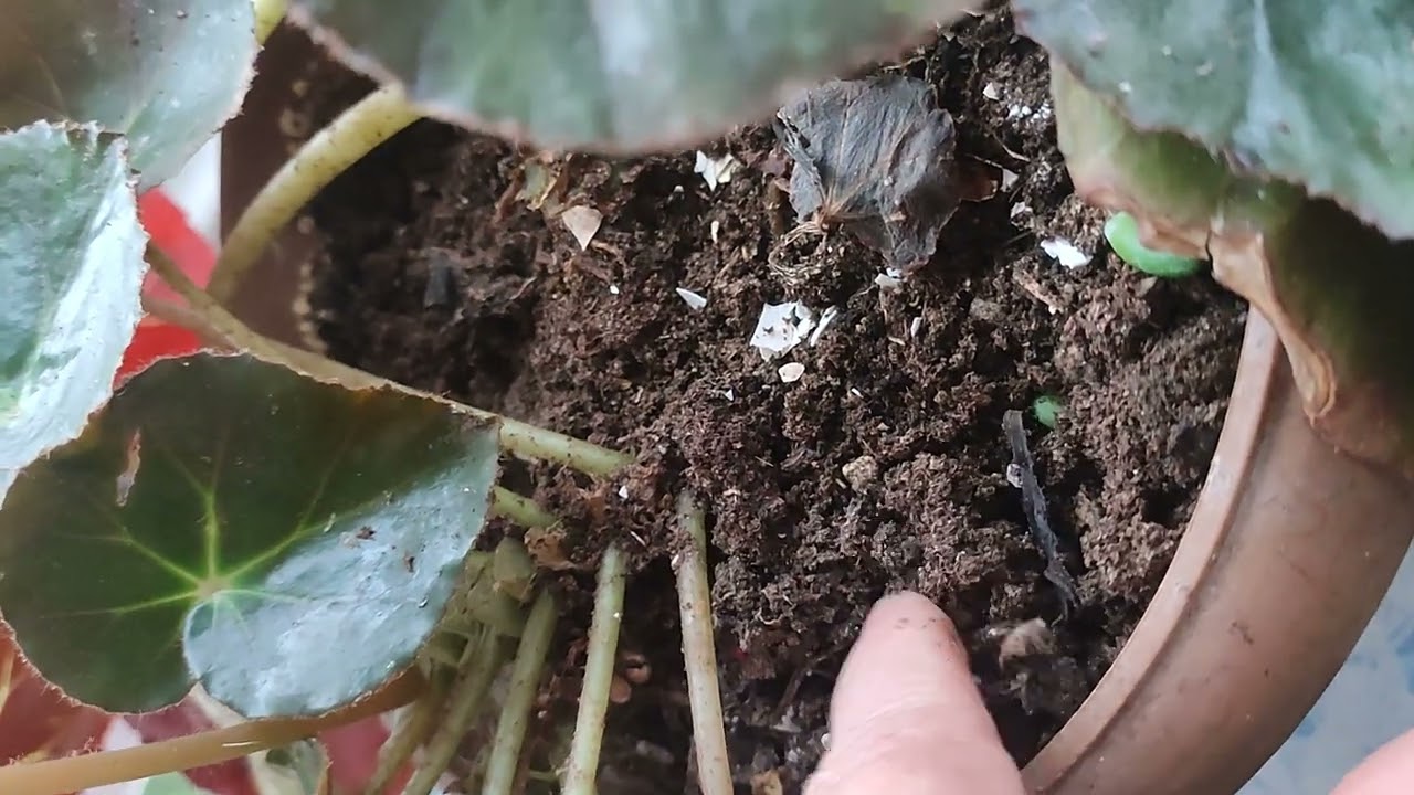 PAŞA ÇADIRI ÇiÇEĞİ NASIL BAKILMALI BAKARKEN NELERE DİKKAT ETMELİYİZ ✅