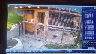 chicken coyote coop