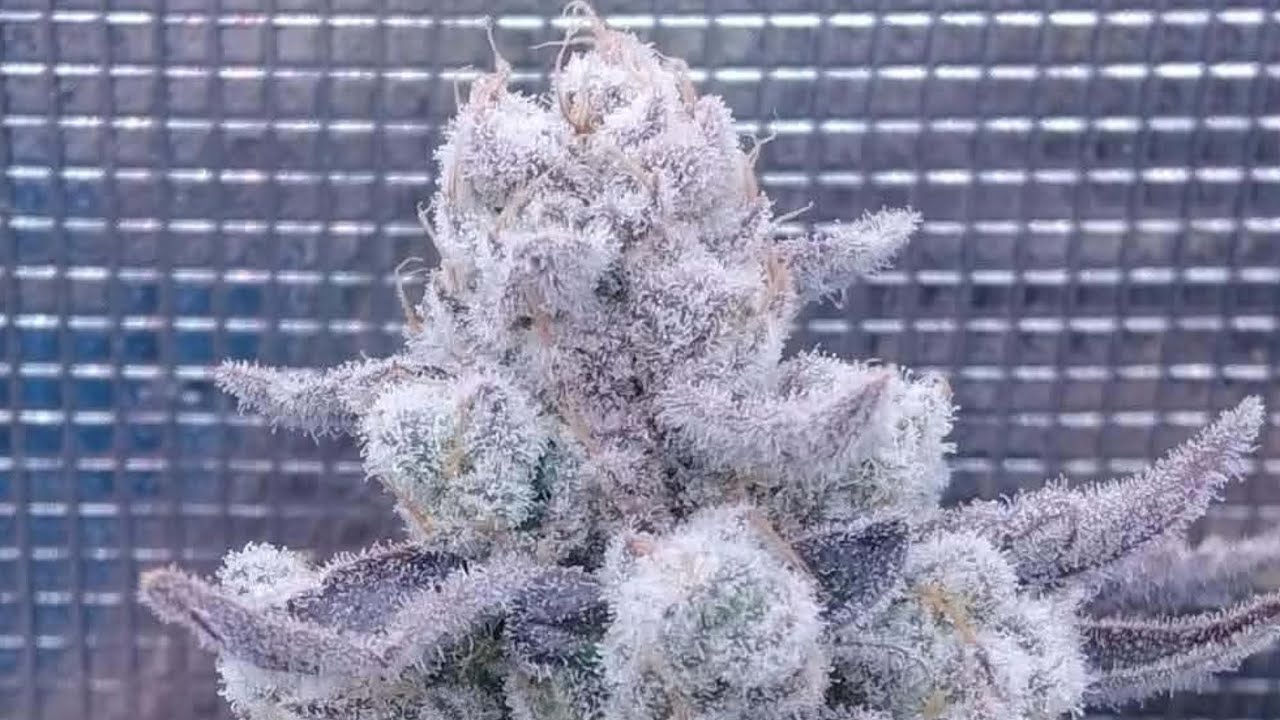 HARVESTING EXOTIC GYAT + SOLFIRE LIL SUMPIN and MIAMI MAMI