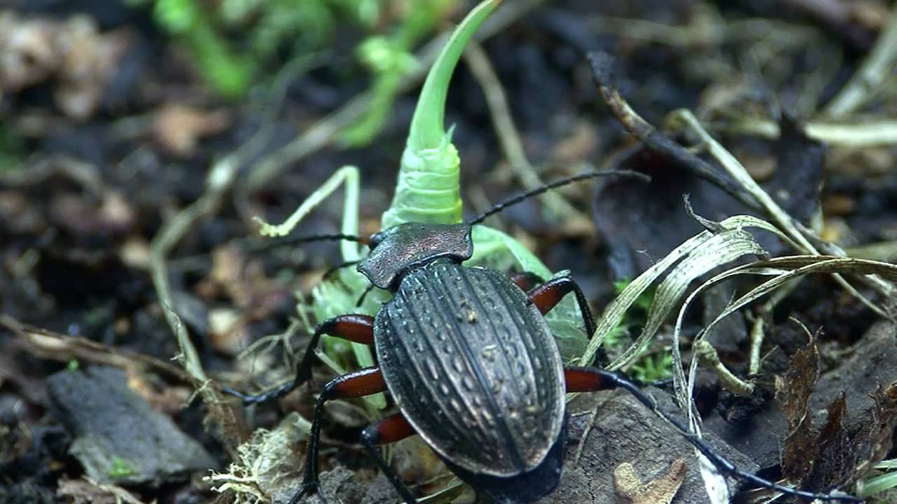 Carabus cancellatus 2